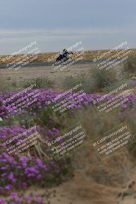 media/Jan-14-2023-SoCal Trackdays (Sat) [[497694156f]]/Turn 14 Exit Bloomig (145pm)/